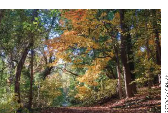 Fall foliage along a wooded trail in Rock Creek Park. (Bigstock/Orhan)